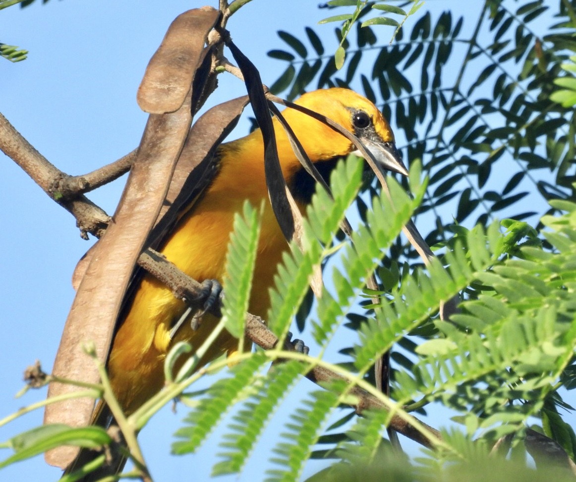 Трупіал чорноволий - ML647302952