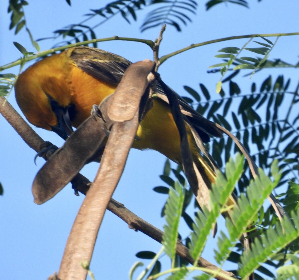 Трупіал чорноволий - ML647302953