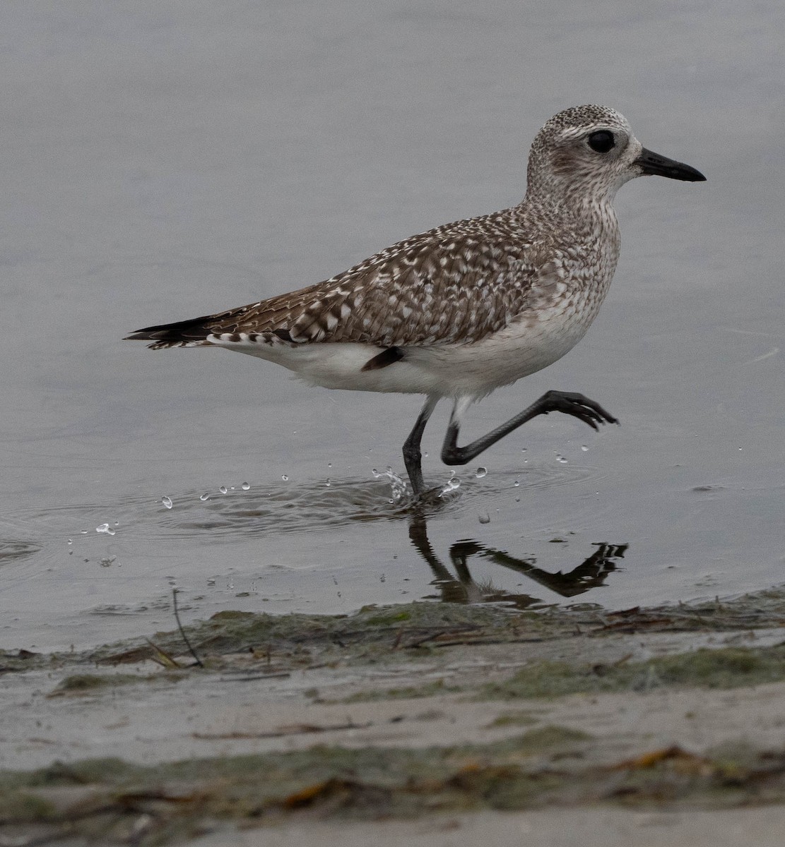 ダイゼン - ML647302983