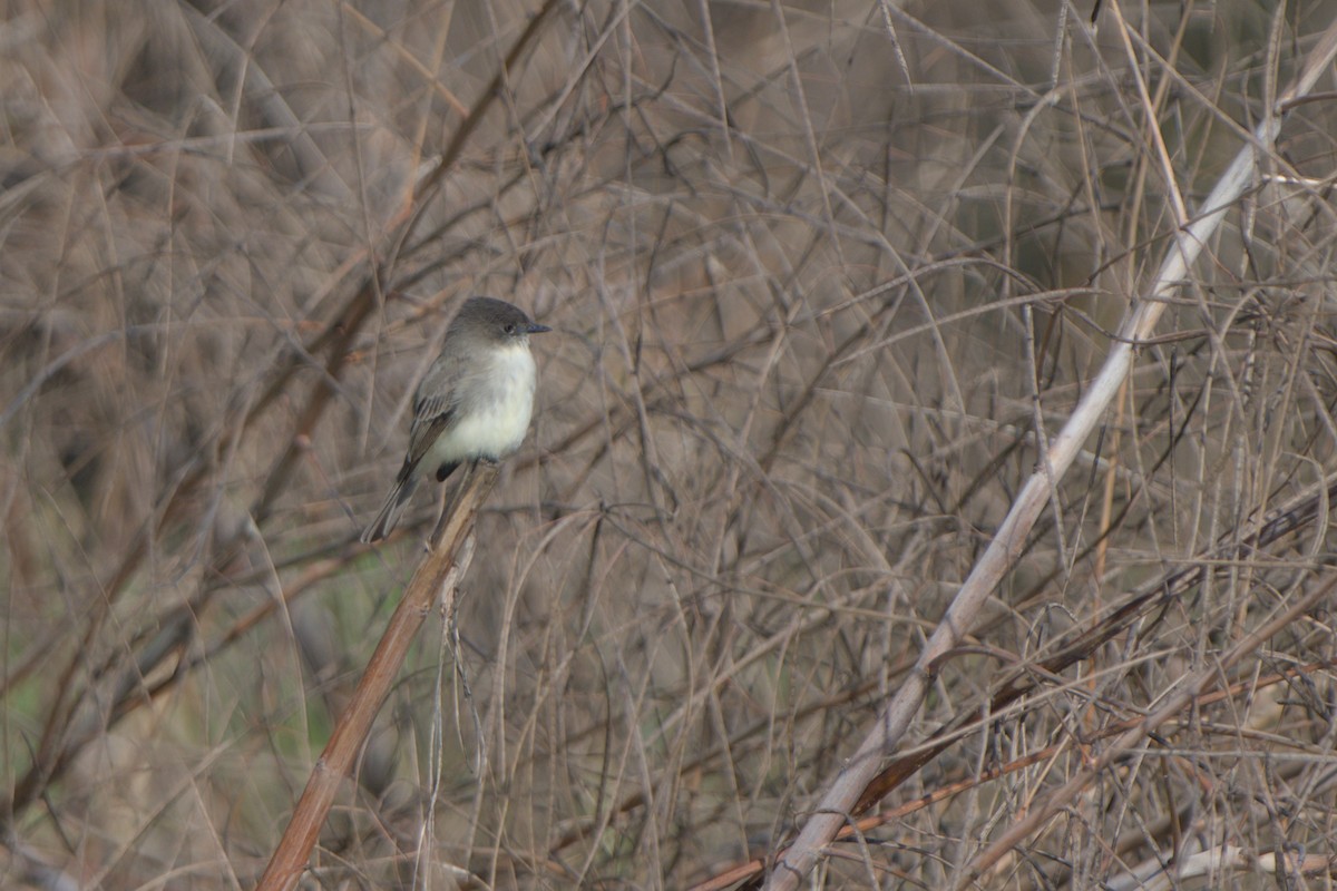 Eastern Phoebe - ML647303003
