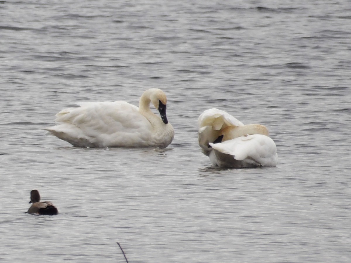 Trumpeter Swan - ML647303005