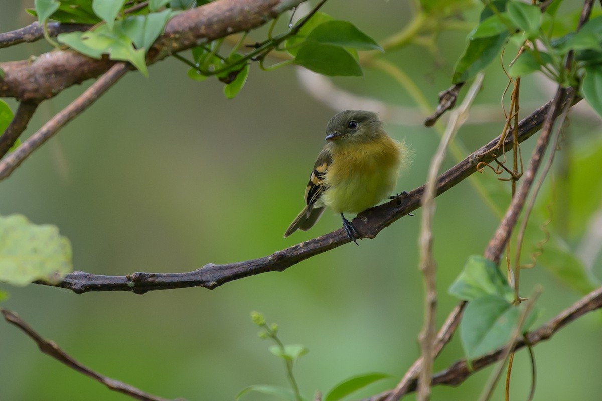 Handsome Flycatcher - ML647303006