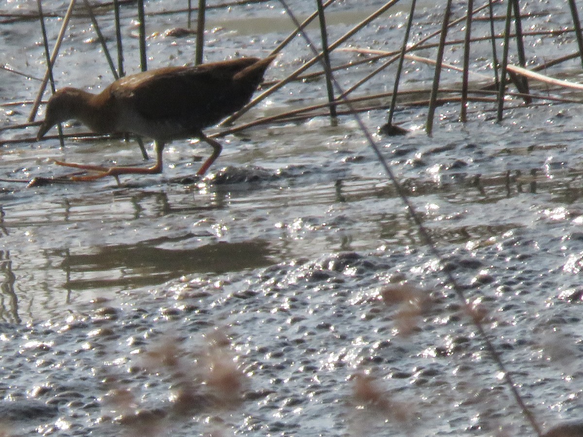 Baillon's Crake - ML647303007