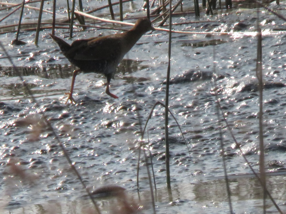 Baillon's Crake - ML647303008