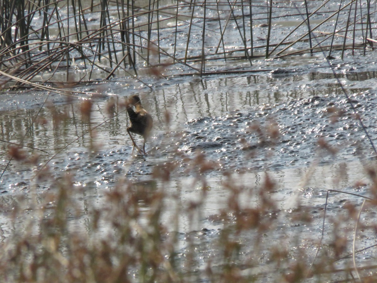 Baillon's Crake - ML647303009