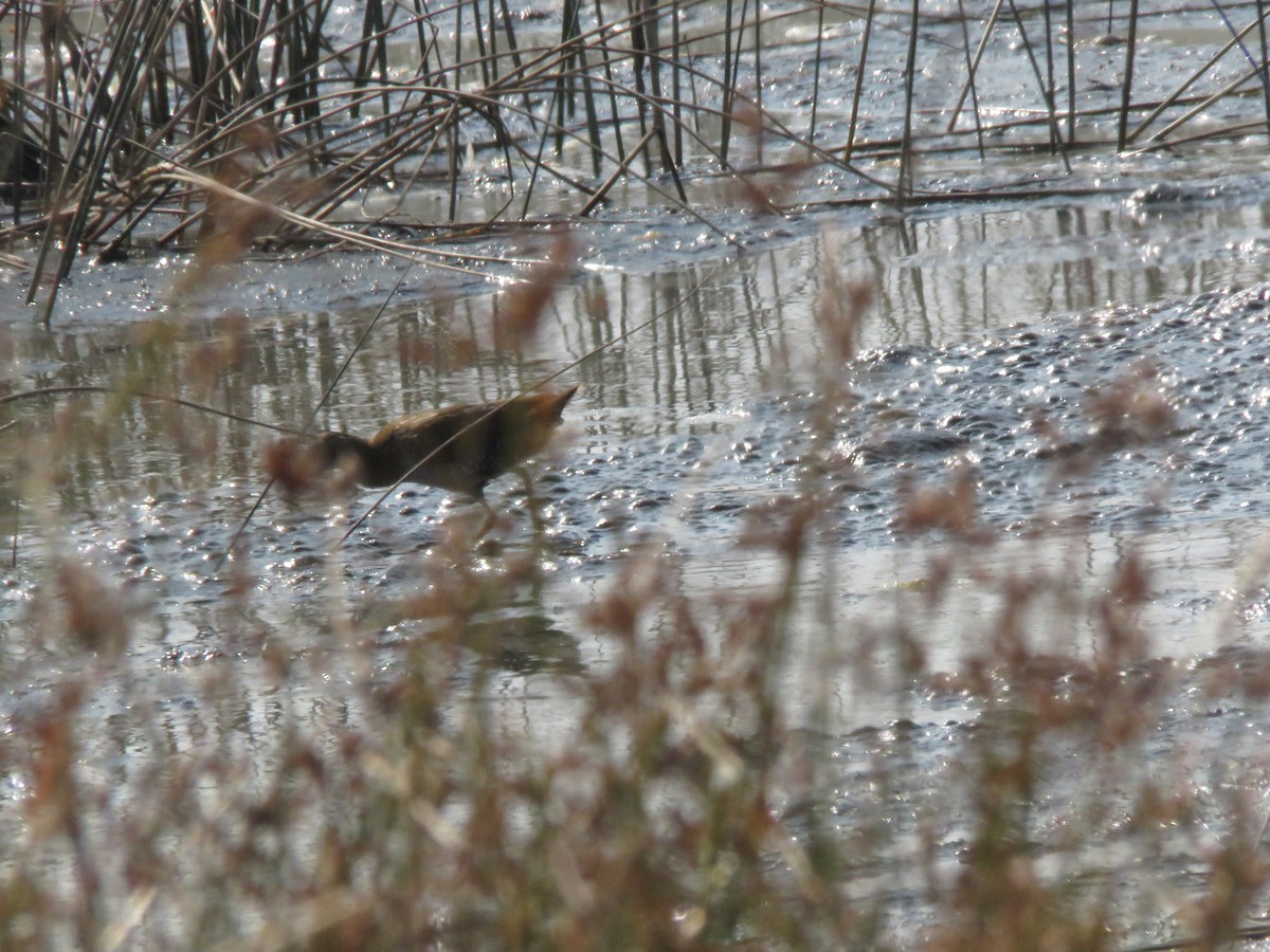 Baillon's Crake - ML647303010