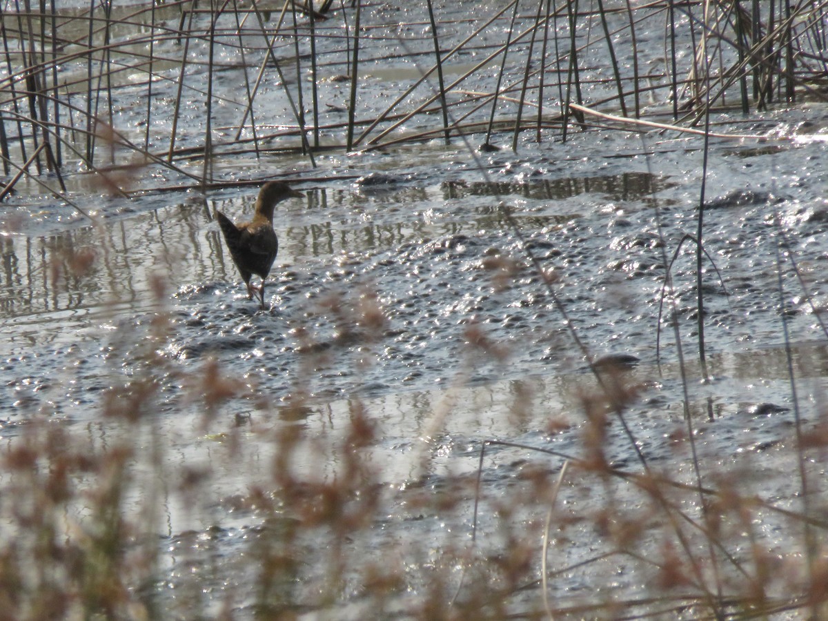 Baillon's Crake - ML647303011