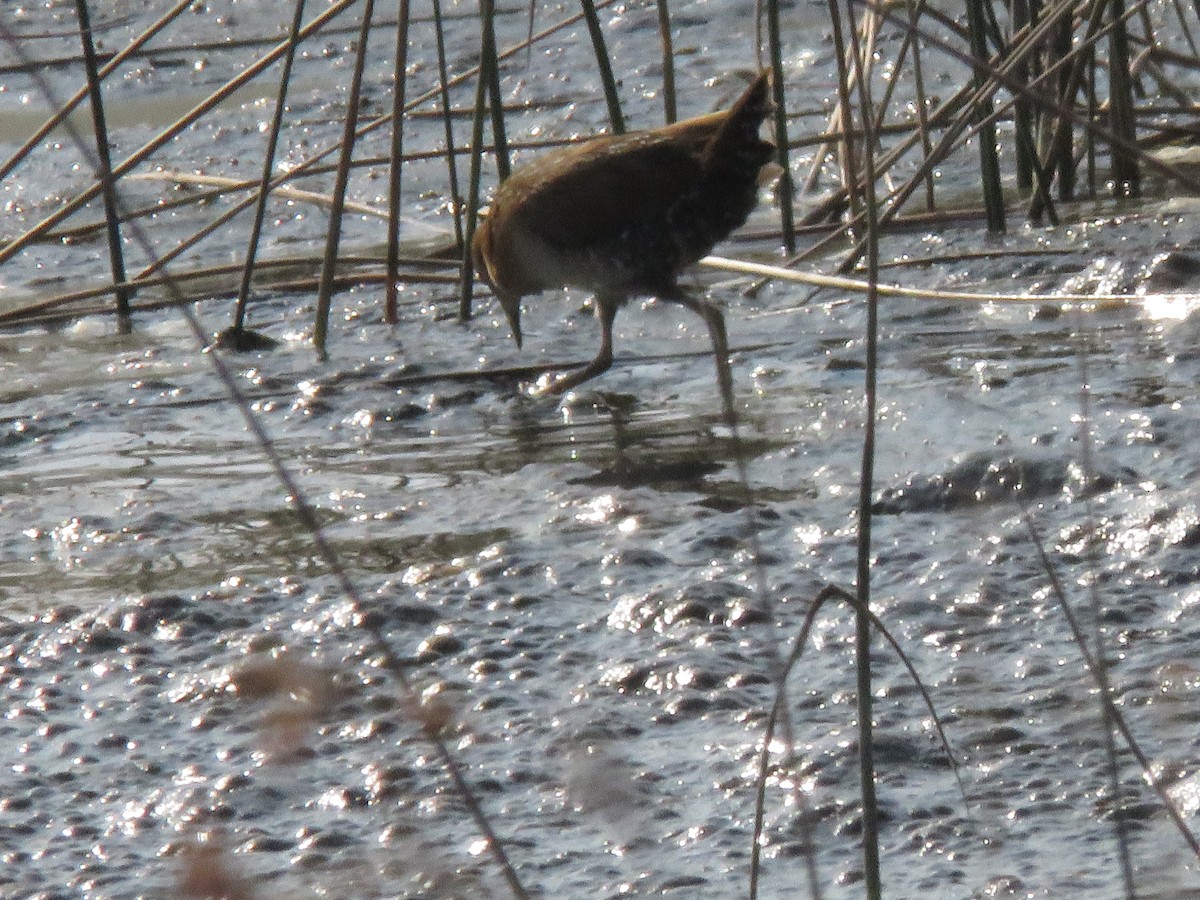 Baillon's Crake - ML647303012