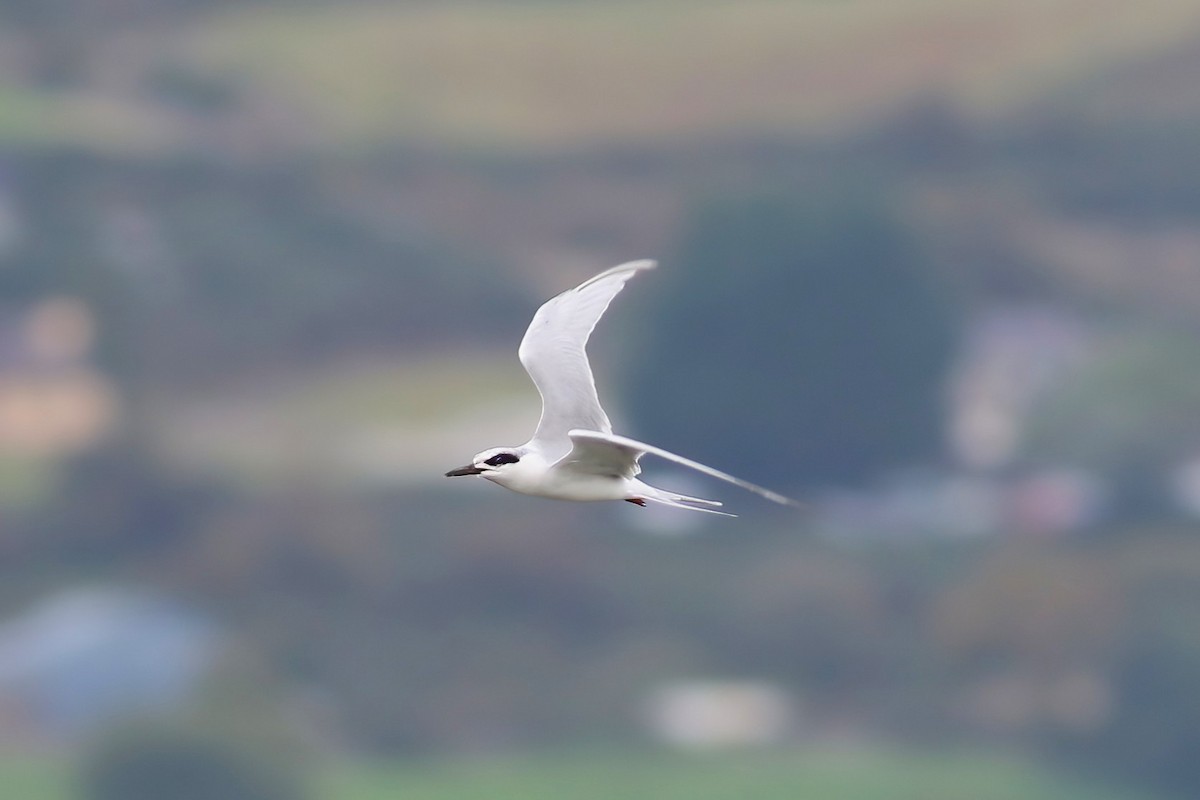 メリケンアジサシ - ML647303013