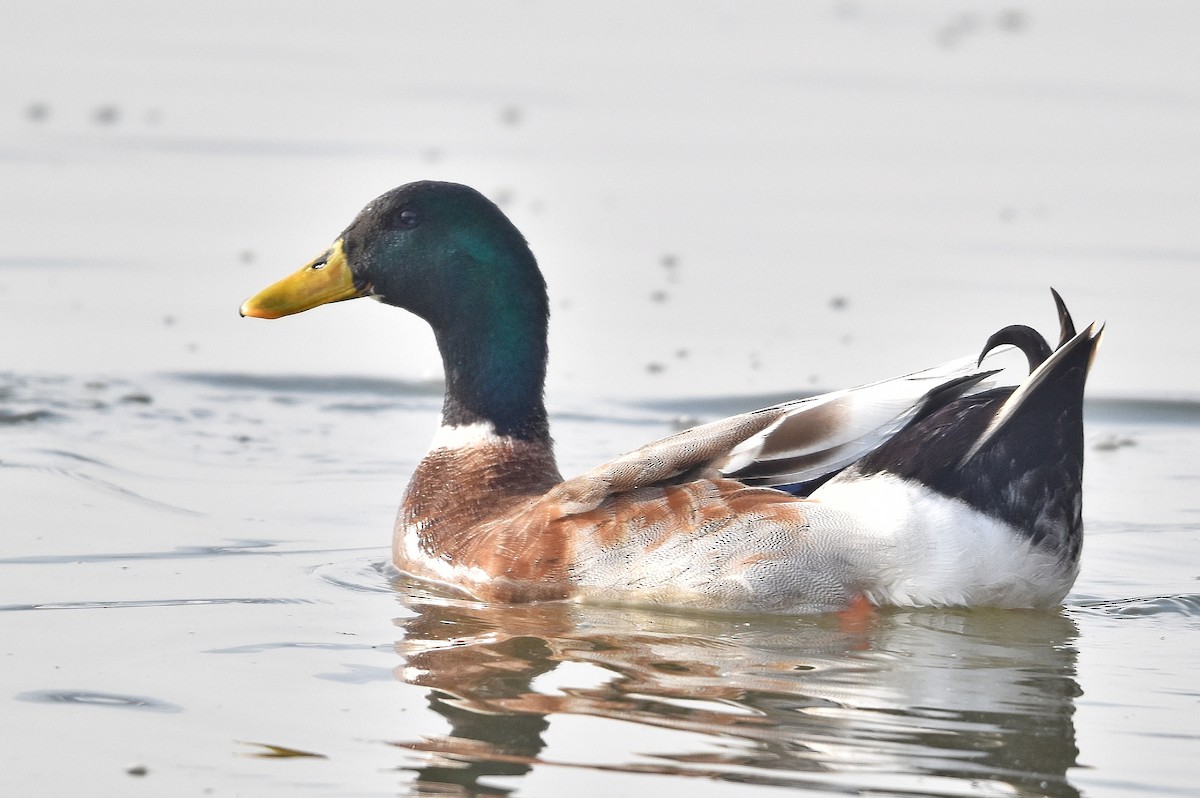 マガモ - ML647303027