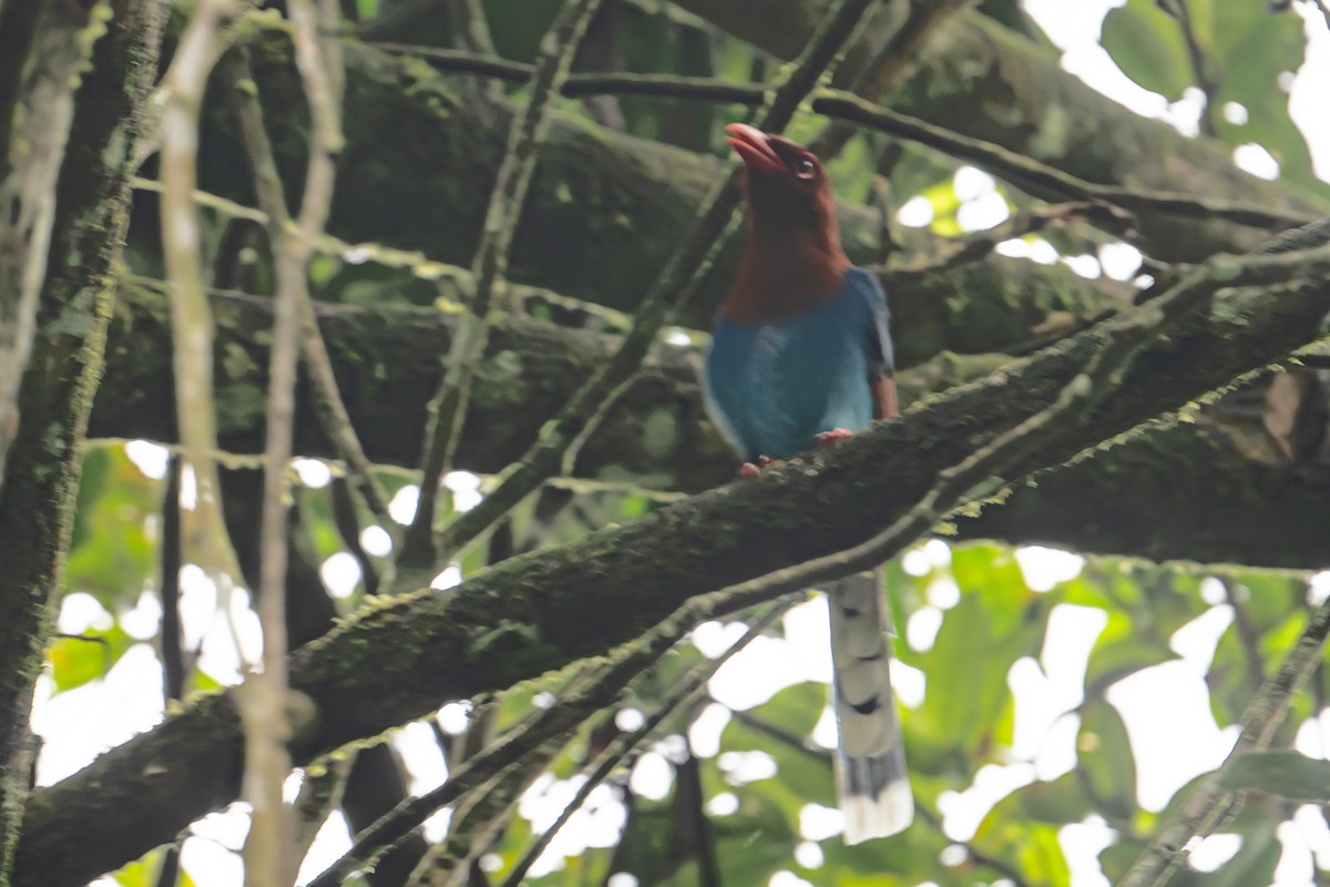 Sri Lanka Blue-Magpie - ML647303030