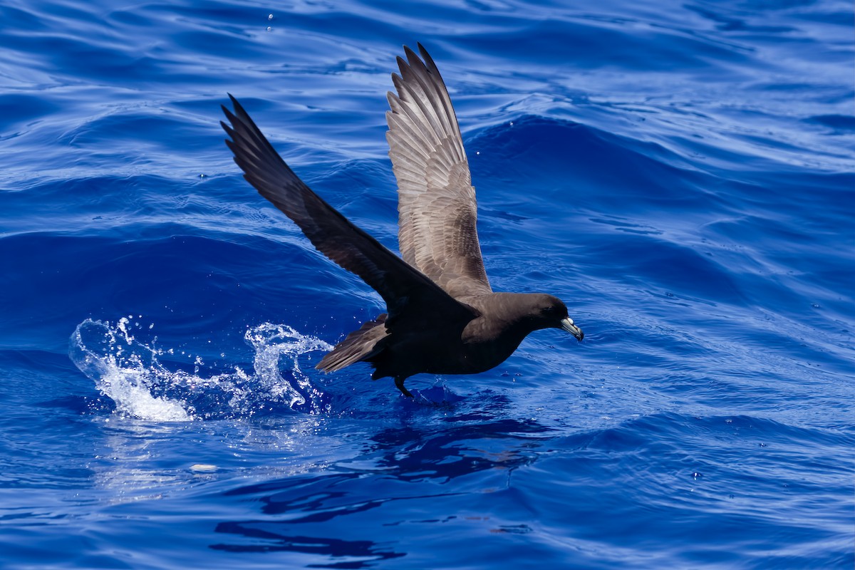 Parkinson's Petrel - ML647303032