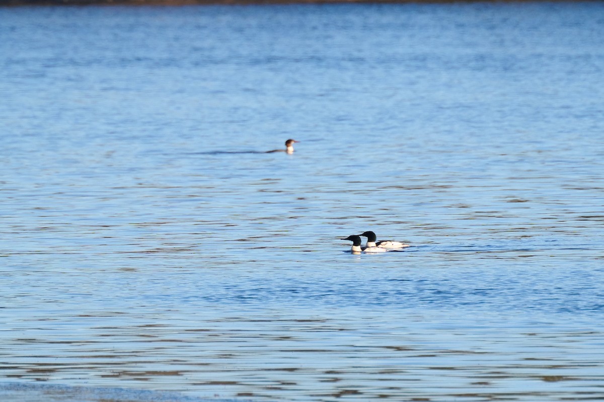 Common Merganser - ML647303041