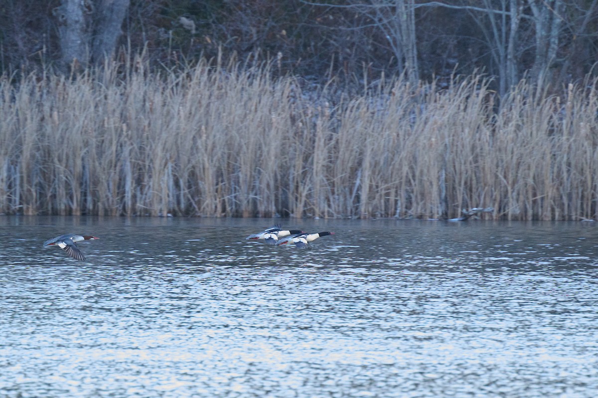 Common Merganser - ML647303042