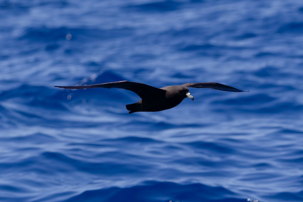 Parkinson's Petrel - ML647303049
