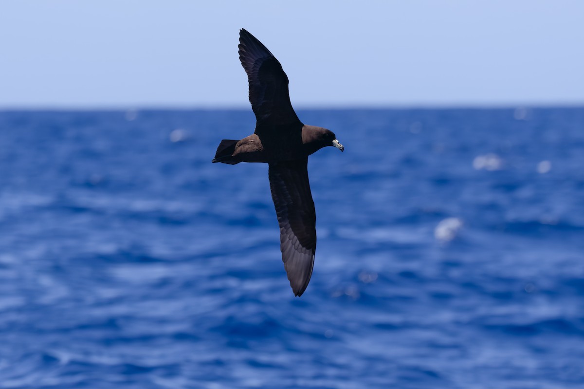 Parkinson's Petrel - ML647303051