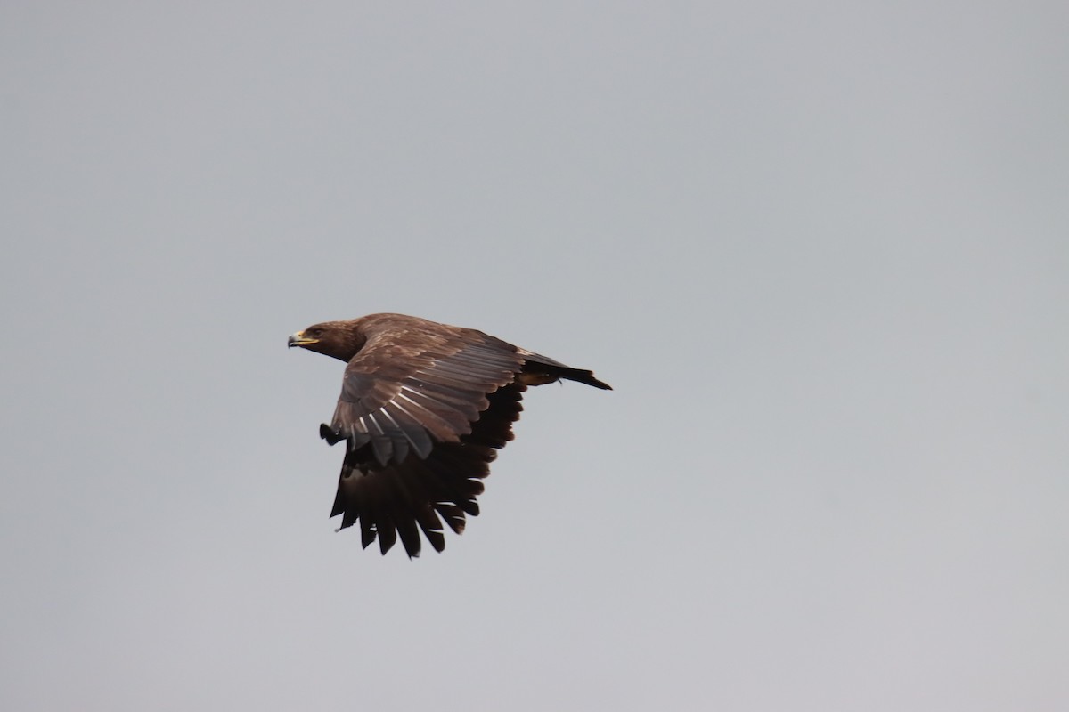 Schelladler - ML647303059