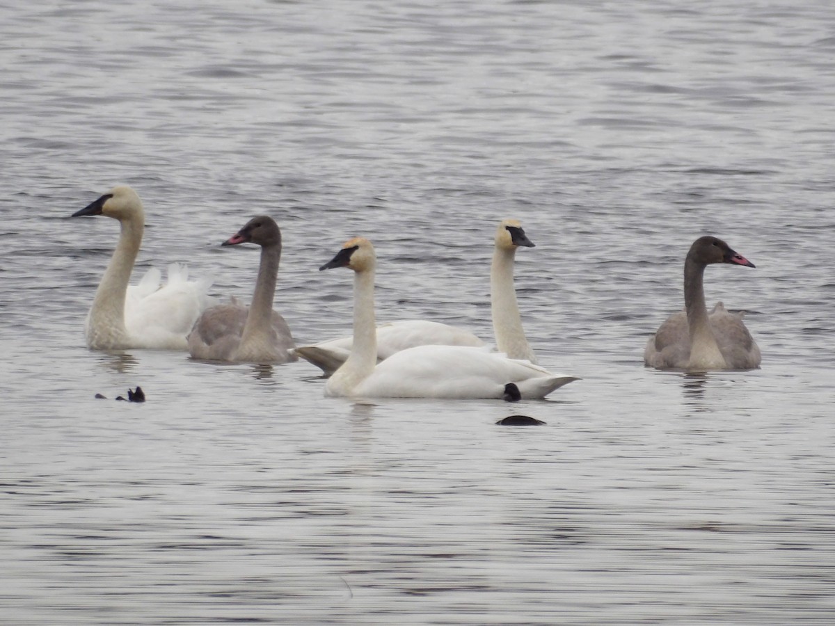 Trumpeter Swan - ML647303064