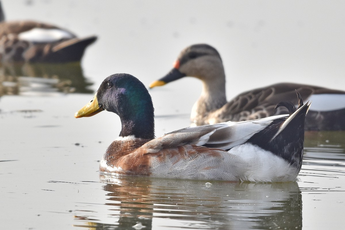 マガモ - ML647303067