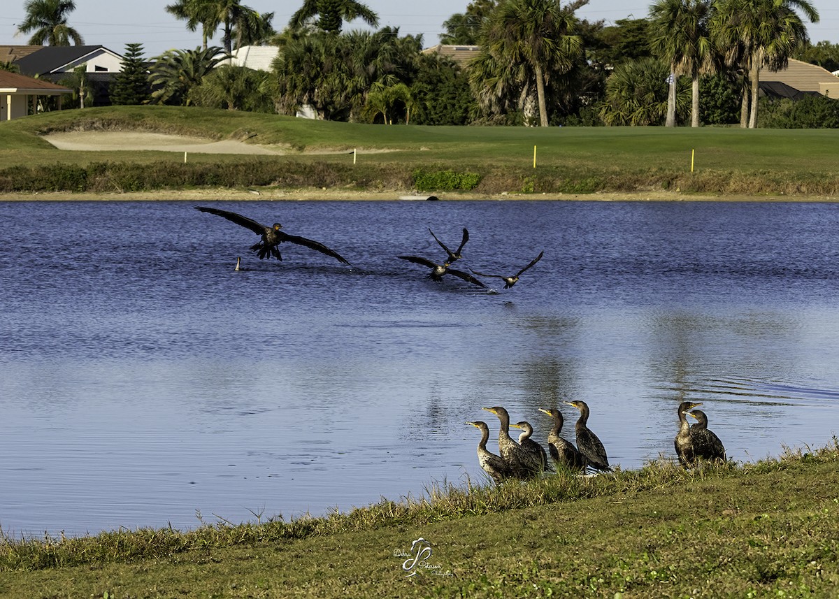 Double-crested Cormorant - ML647303070