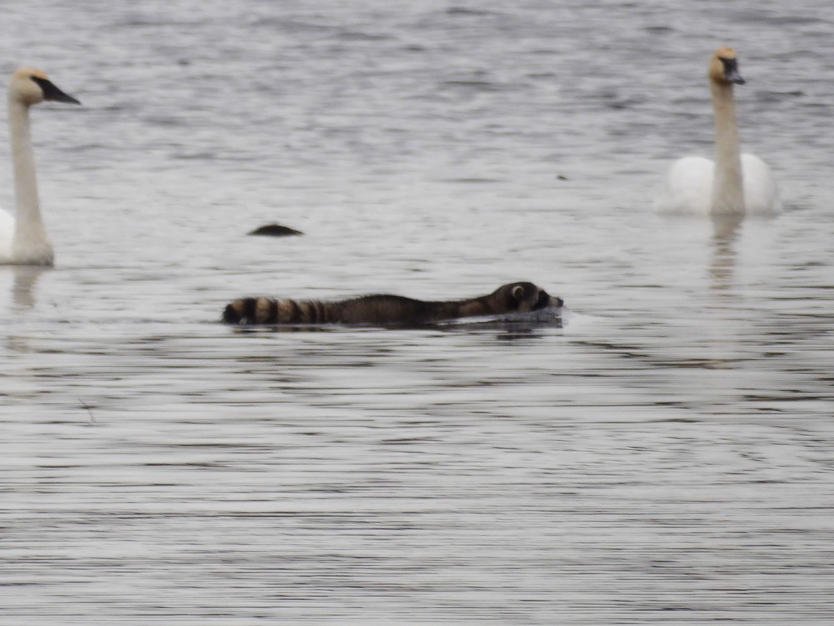 Raccoons, Coatis, and Allies - ML647303075