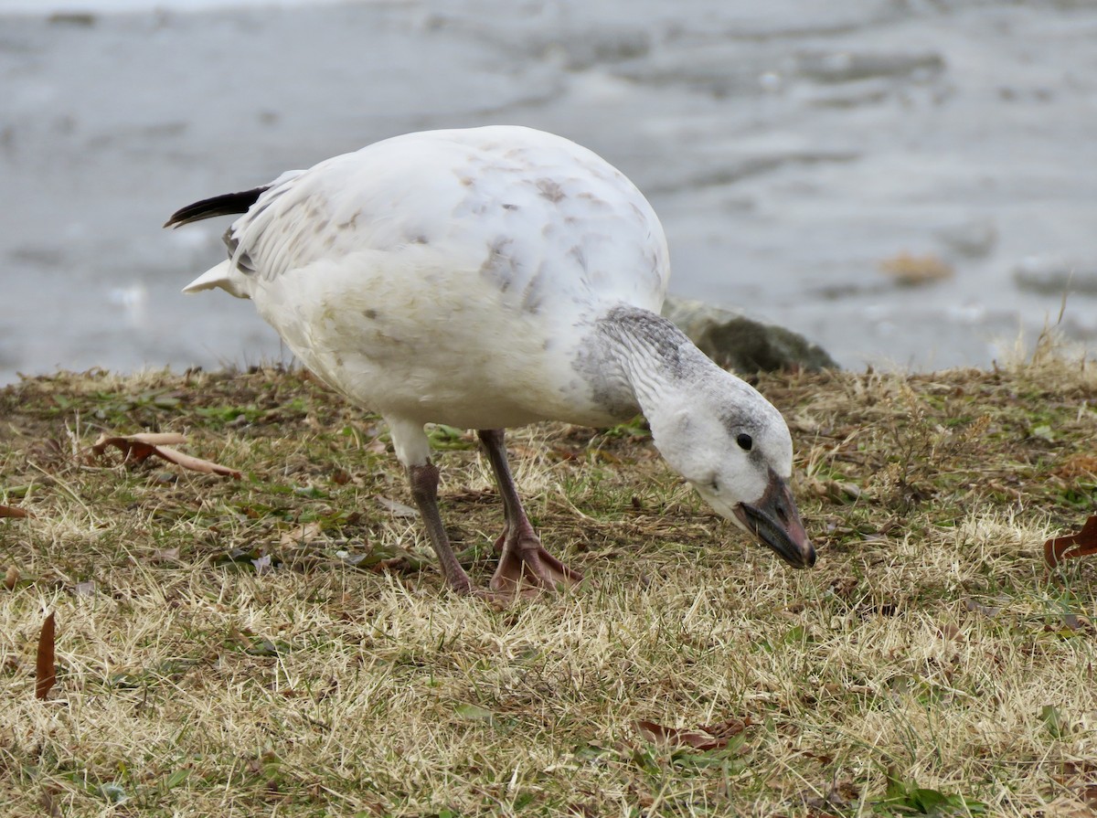 Oca delle nevi - ML647303085