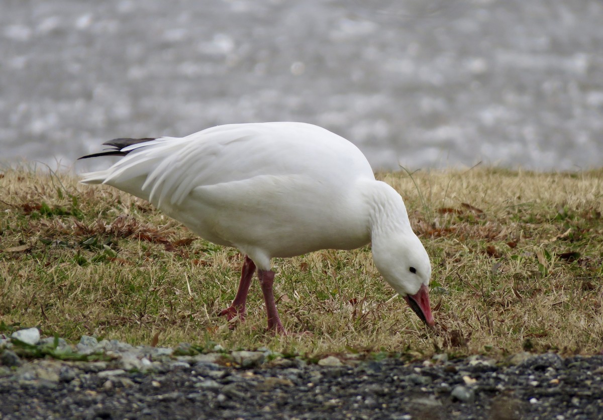 Oca delle nevi - ML647303086