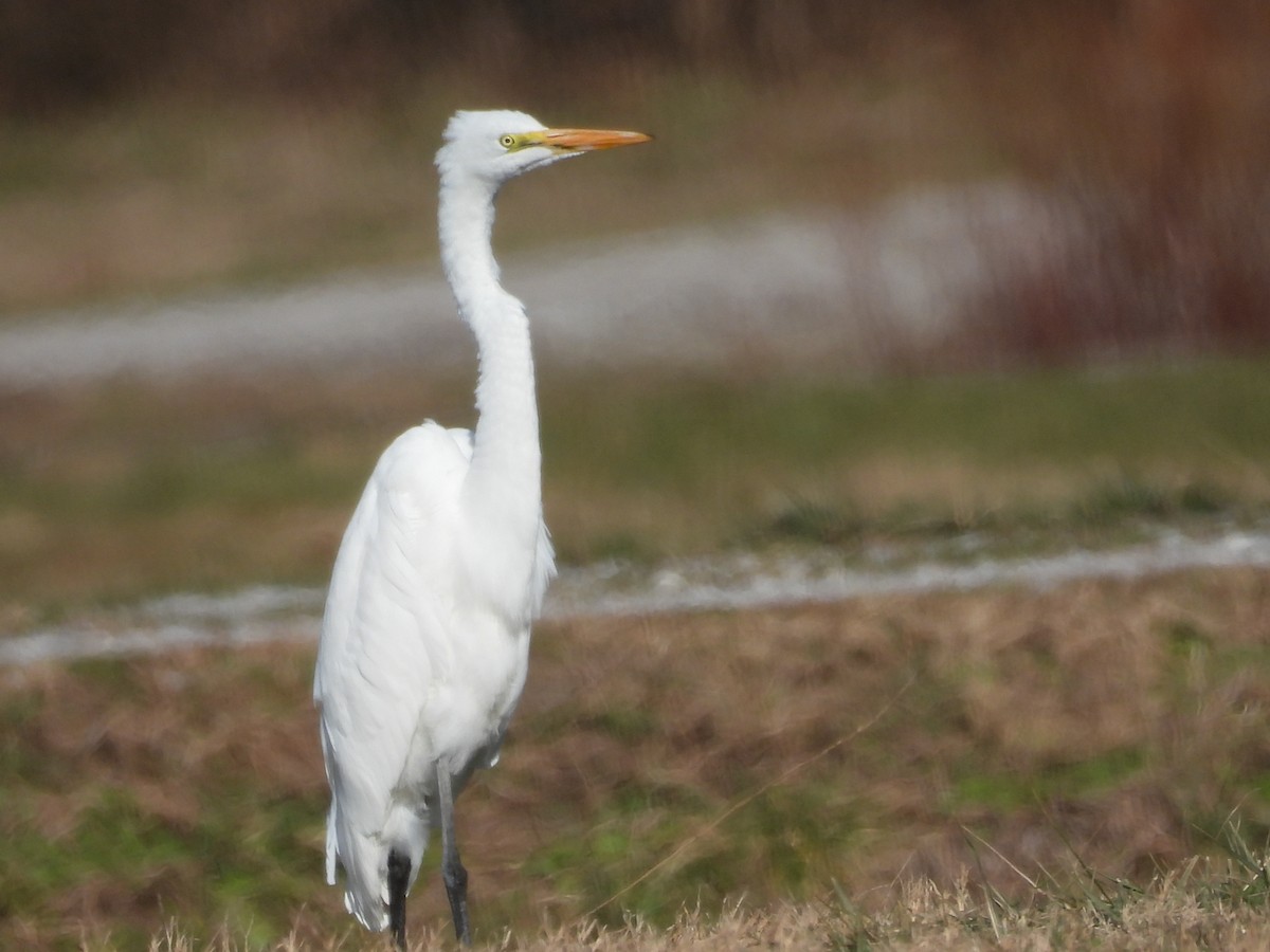 ダイサギ - ML647303090