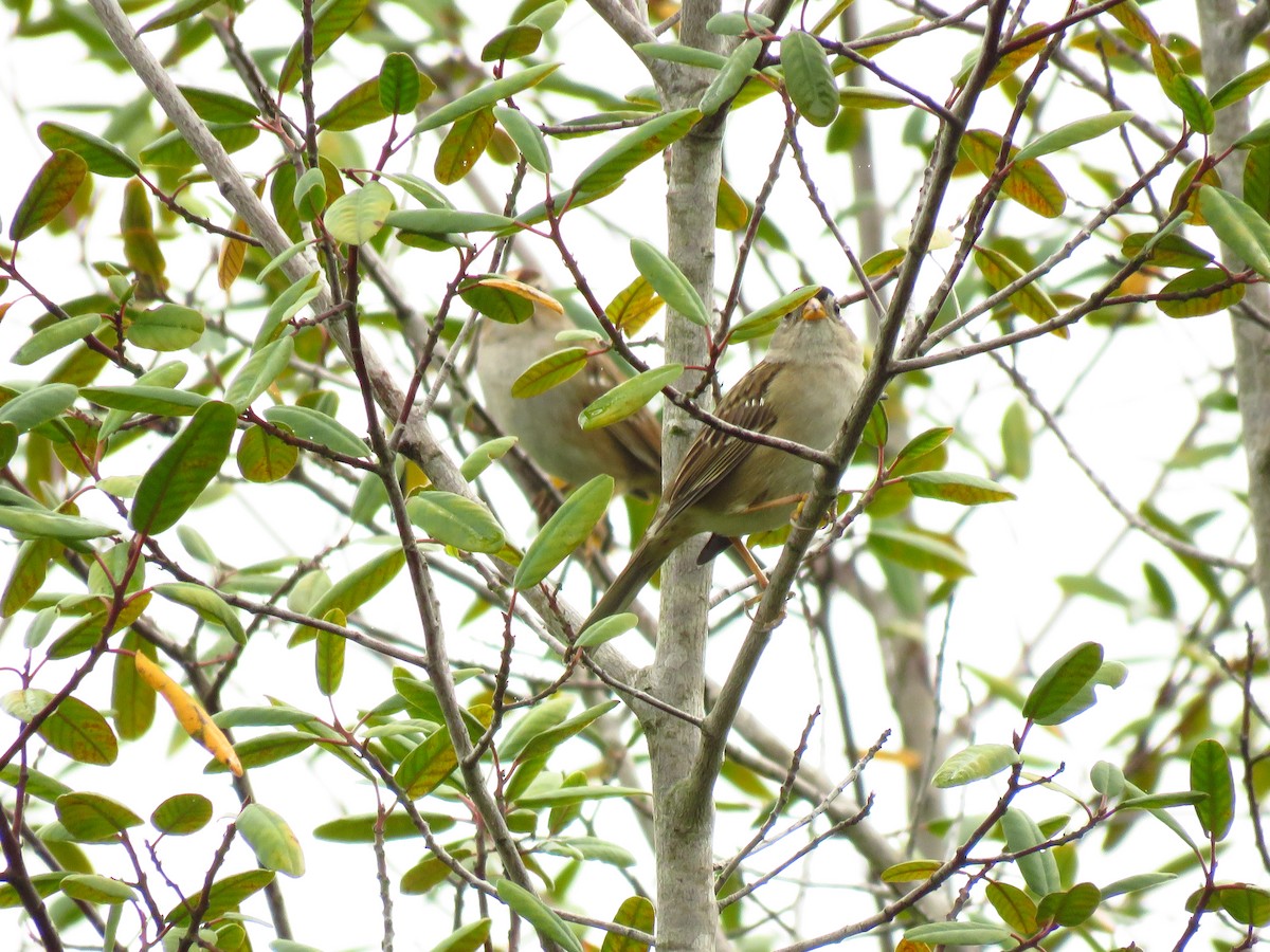 White-crowned Sparrow - ML647303095