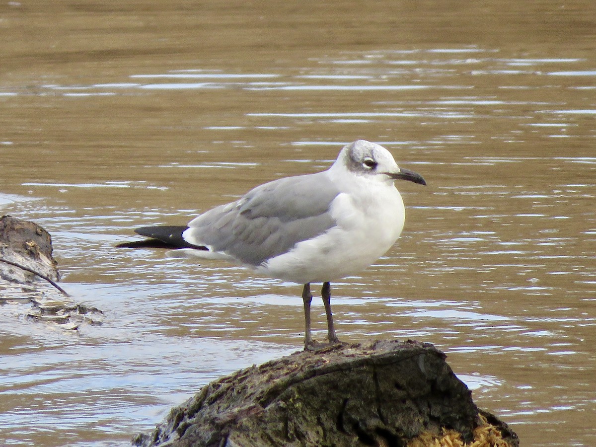 ワライカモメ - ML647303098