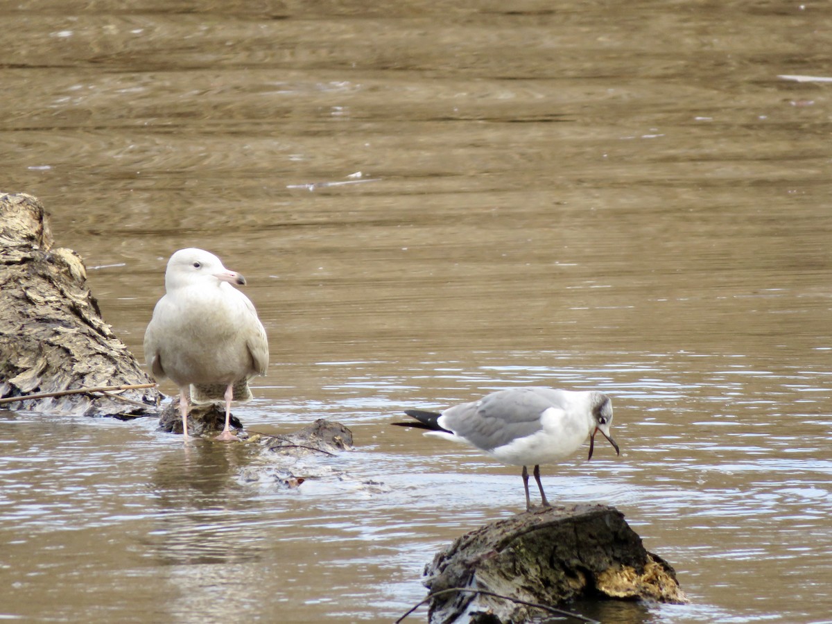 ワライカモメ - ML647303099