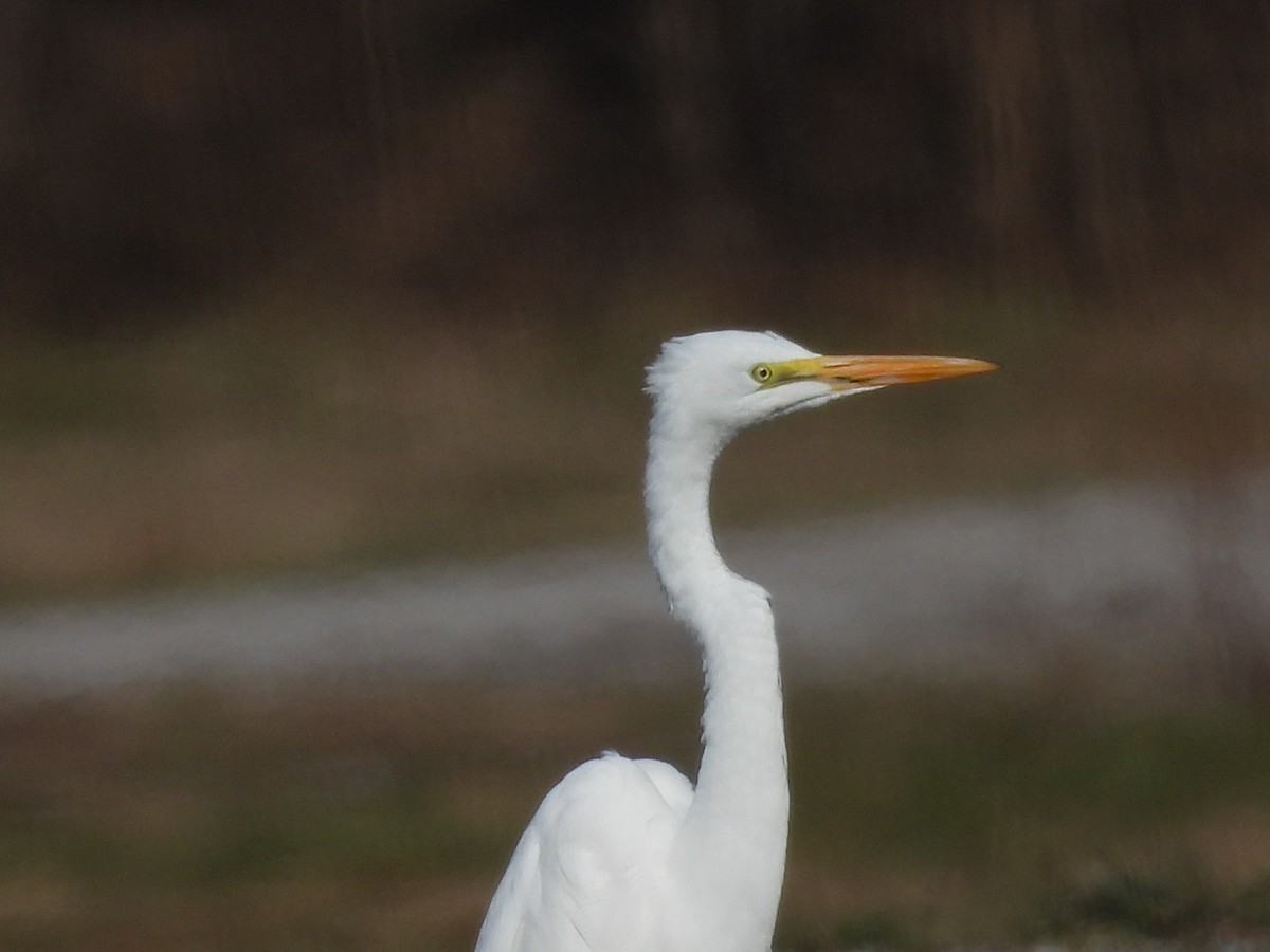 ダイサギ - ML647303101