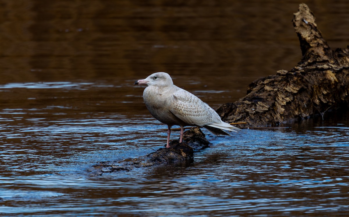 シロカモメ - ML647303105