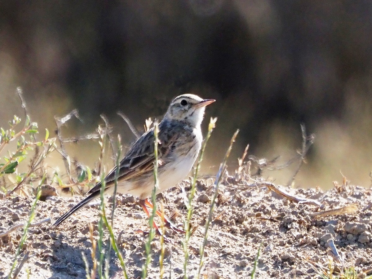Australian Pipit - ML647303106