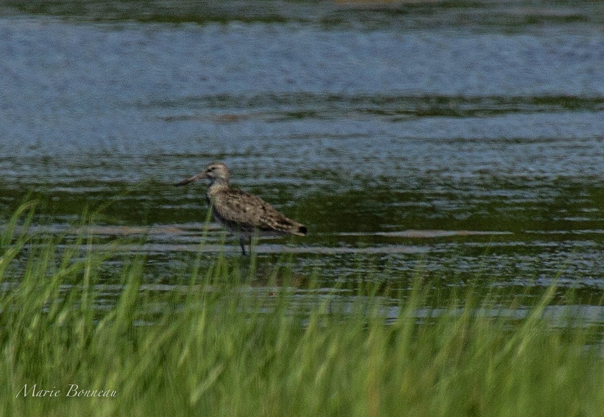 アメリカオグロシギ - ML647303107