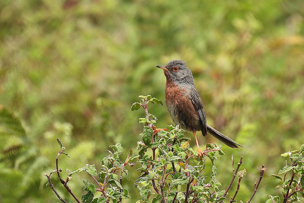 Funda Ötleğeni - ML647303118