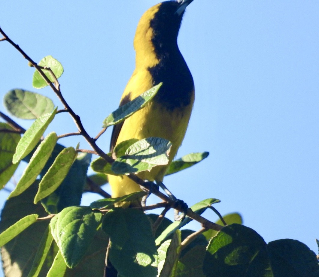 Трупіал чорнокрилий - ML647303126