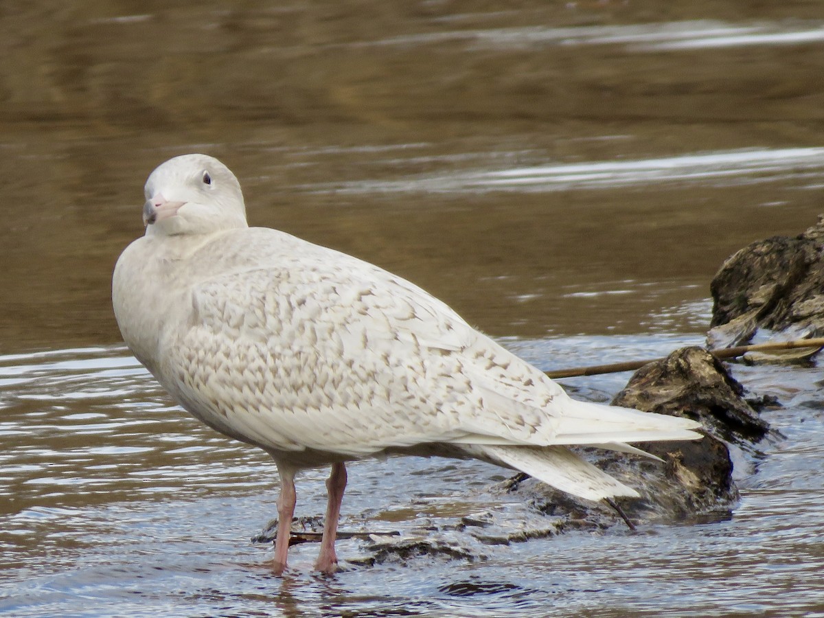 Glaucous Gull - ML647303129