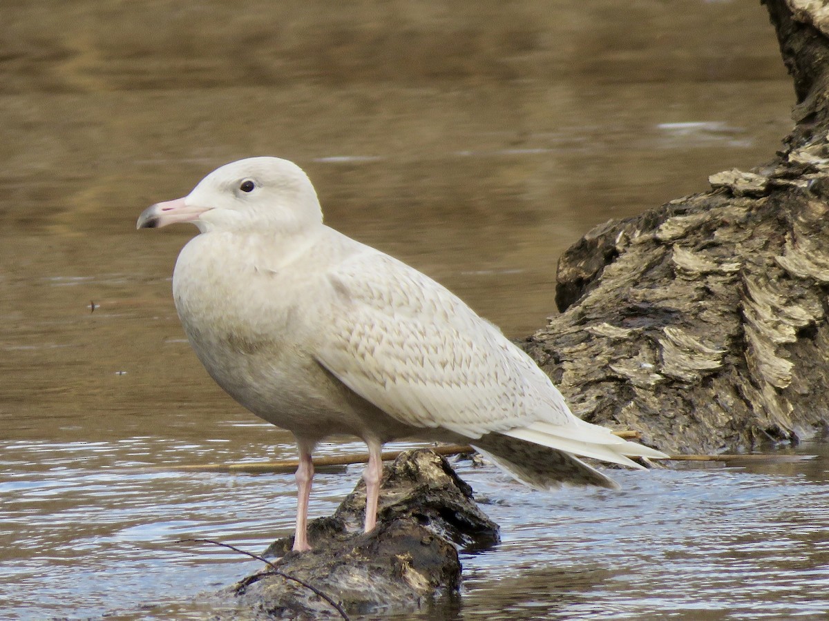 Glaucous Gull - ML647303130
