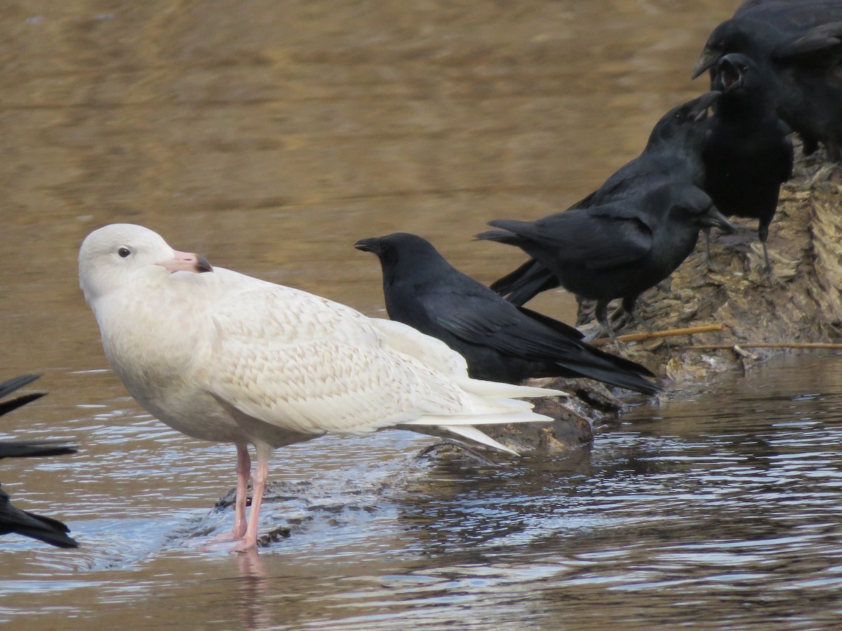 Glaucous Gull - ML647303131