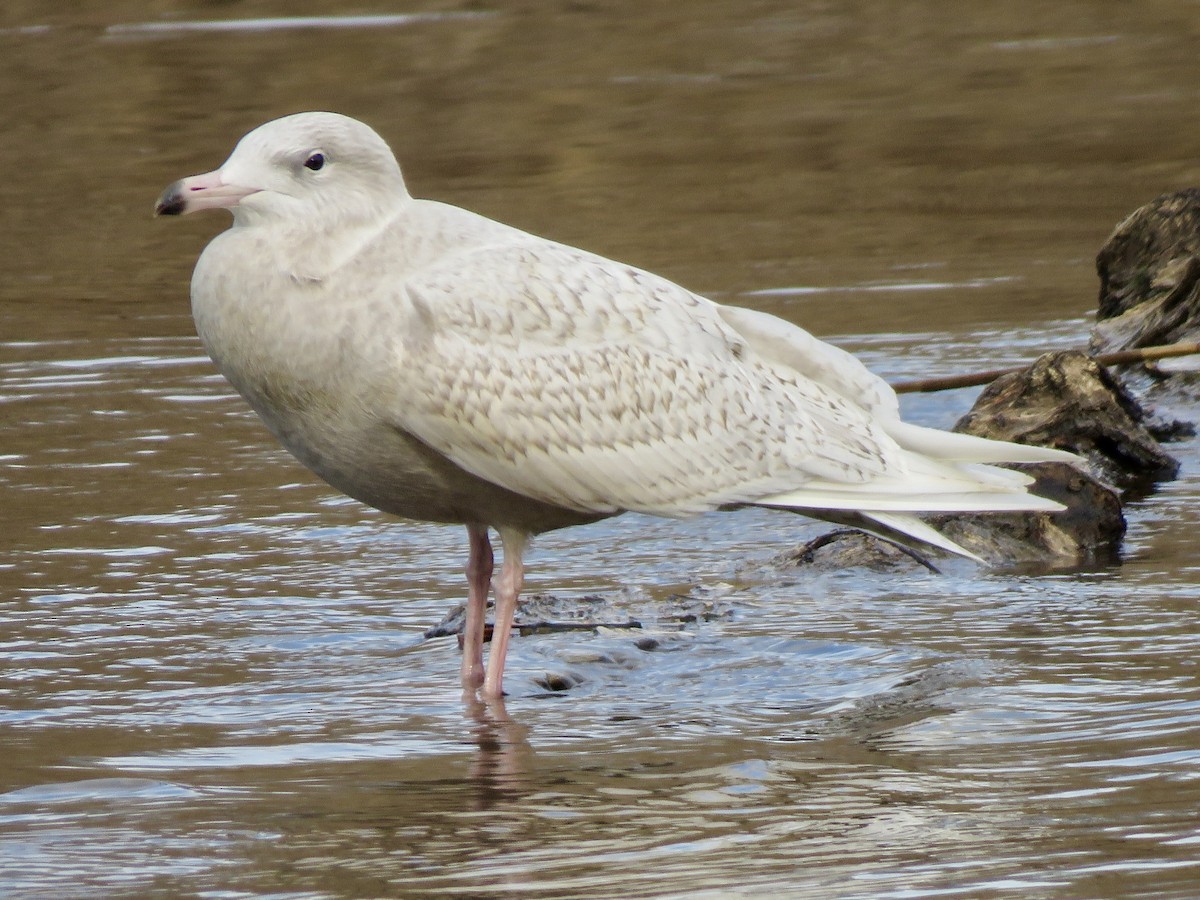 Glaucous Gull - ML647303132