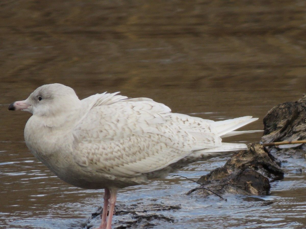 Glaucous Gull - ML647303134