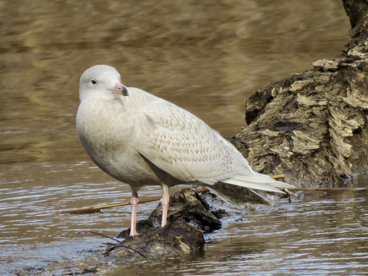 Glaucous Gull - ML647303135