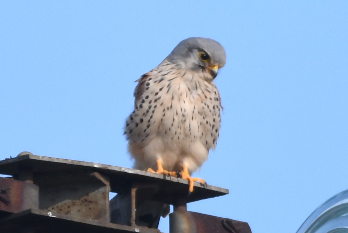 בז מצוי - ML647303137