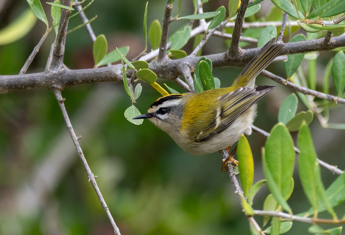 Common Firecrest - ML647303158