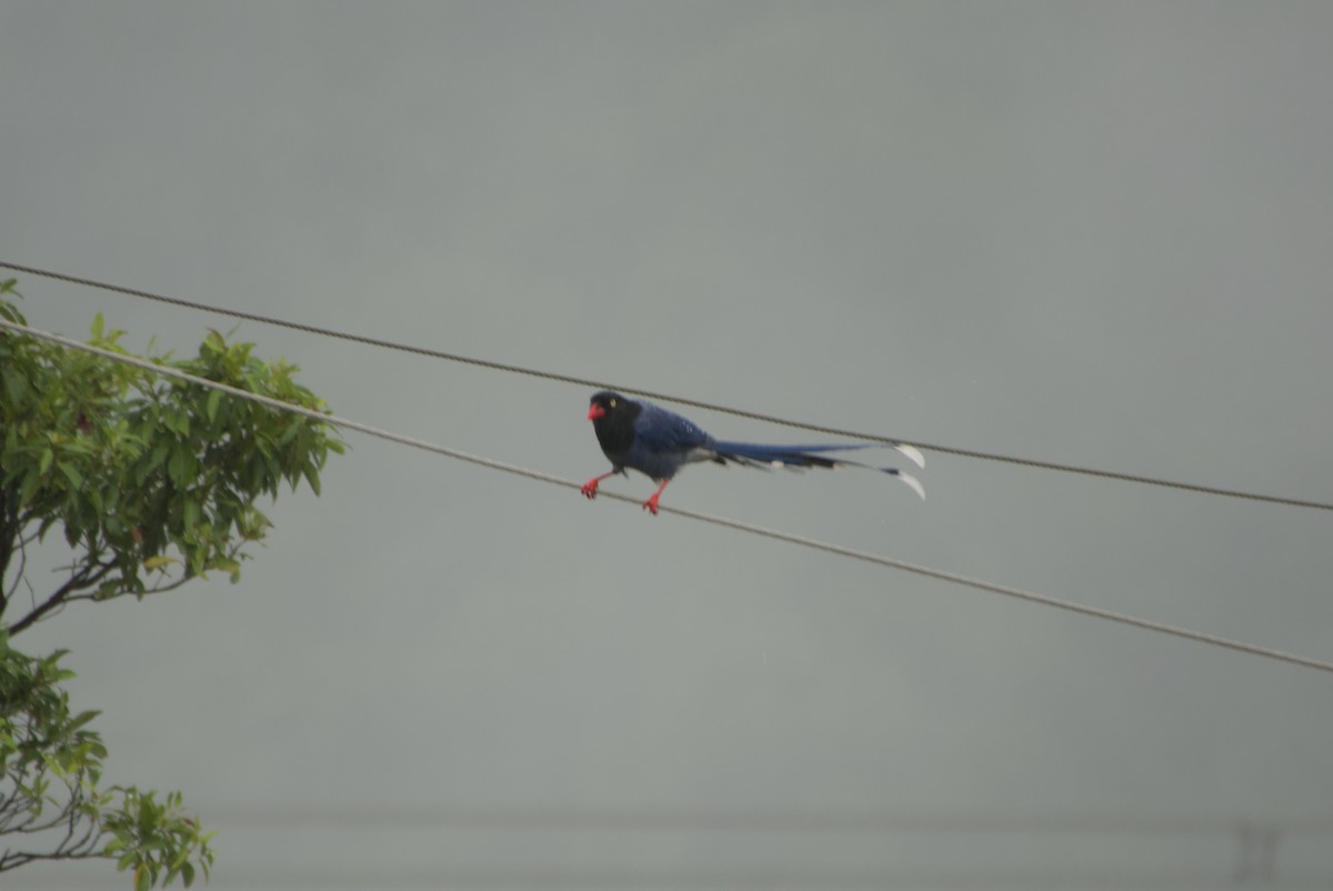 Taiwan Blue-Magpie - ML647303166