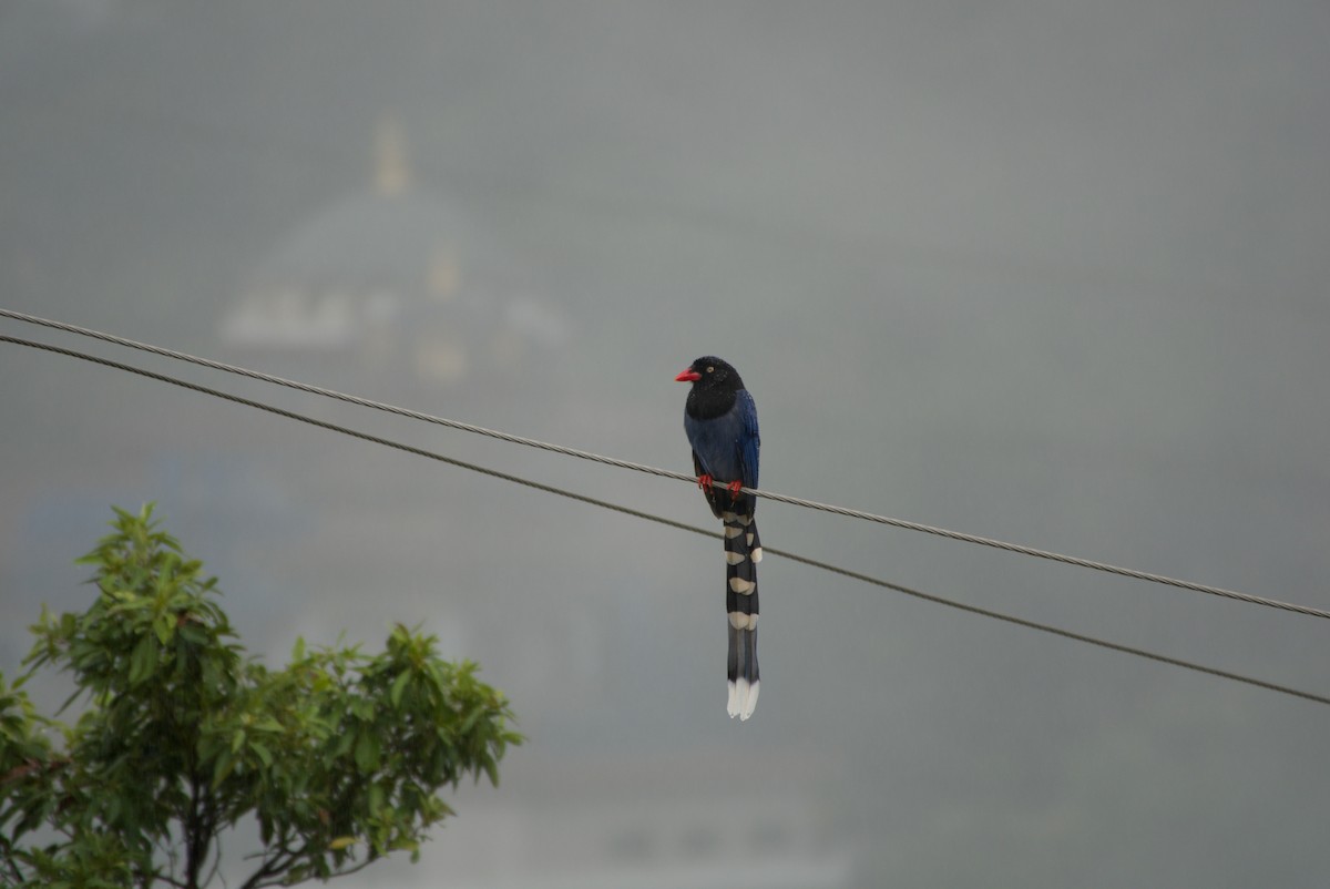 Taiwan Blue-Magpie - ML647303167