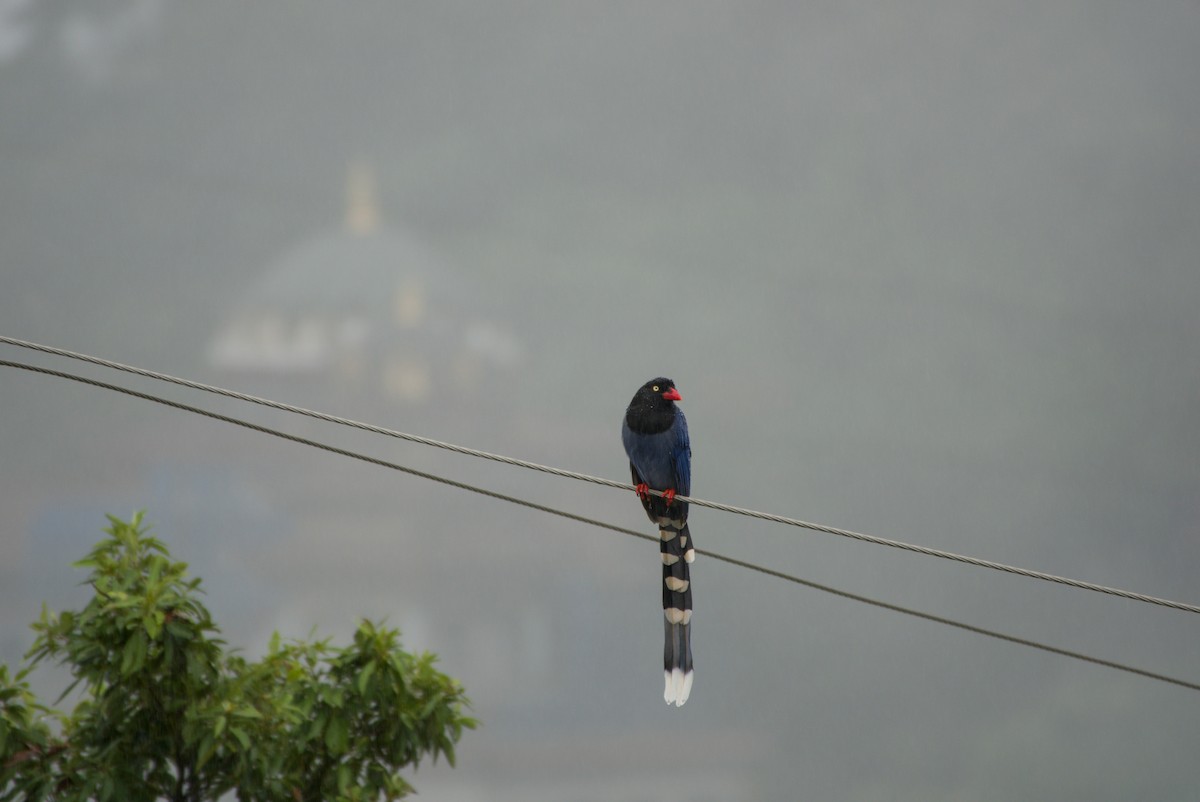 Taiwan Blue-Magpie - ML647303168