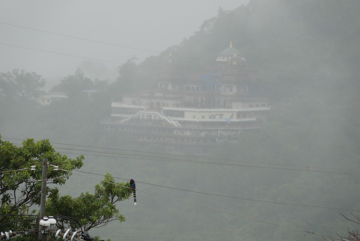 Taiwan Blue-Magpie - ML647303169