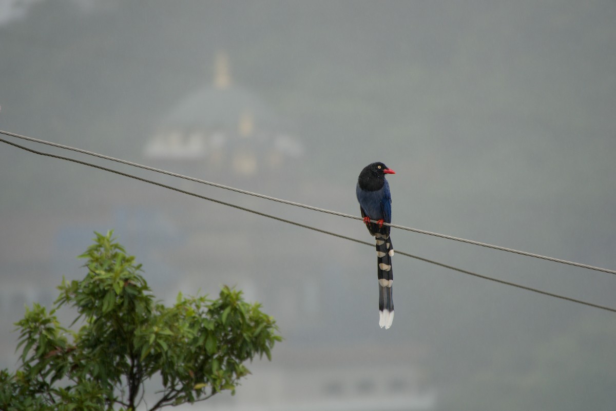 Taiwan Blue-Magpie - ML647303170